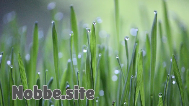 What Is the Relationship Between Organic Living and Eco-Friendly Life?