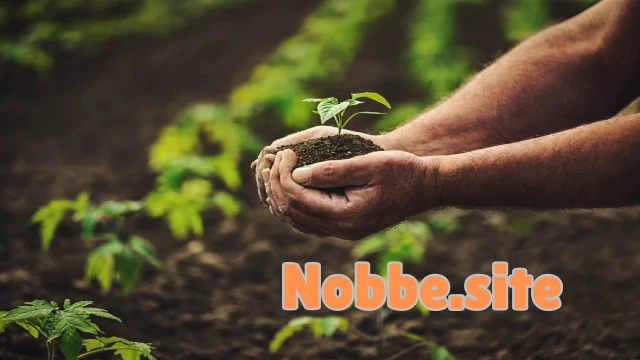 What Are the Basic Requirements for Organic Gardening?