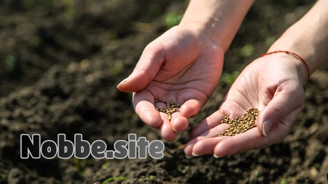 Why Are Chemicals Avoided in Organic Farming?