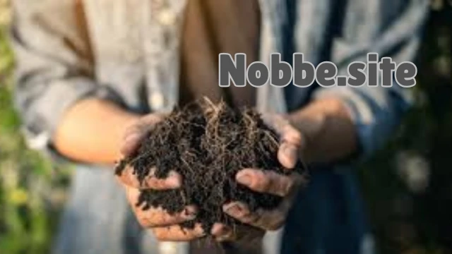 How Can You Grow Organic Vegetables at Home?