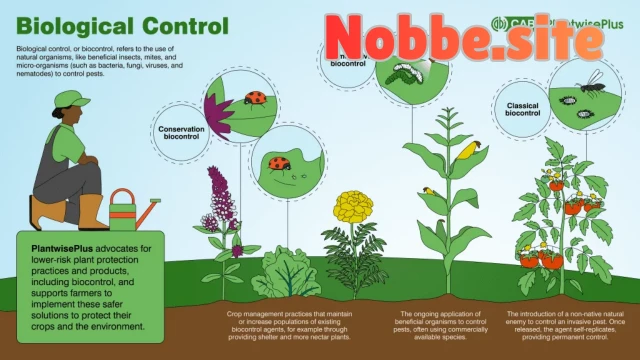 What Is Organic Compost and How Is It Made?
