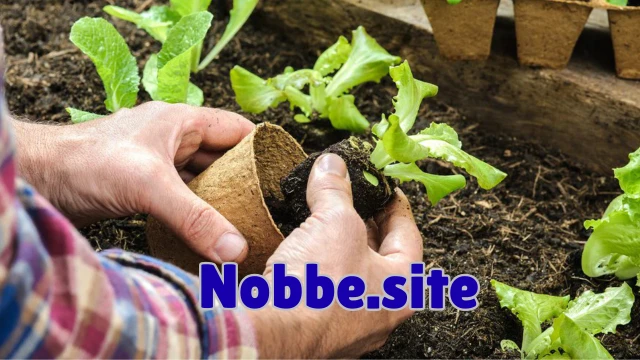 How Do You Prepare Soil for Organic Gardening?