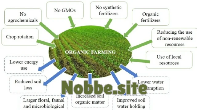 What Are the Long-Term Effects of Organic Food?