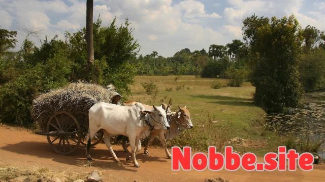 What Is the Difference Between Organic and Conventional Farming?